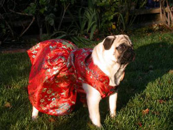 Defined loosely as "all spiffed up" in formal clothing