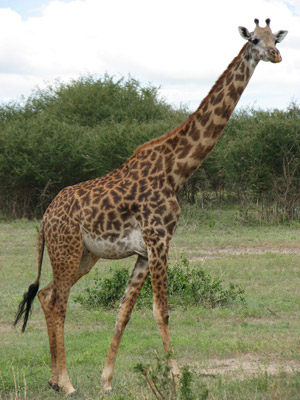 Giraffe Facts