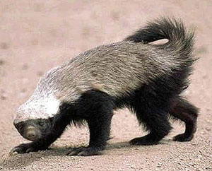 Fun Facts about Honey Badgers!