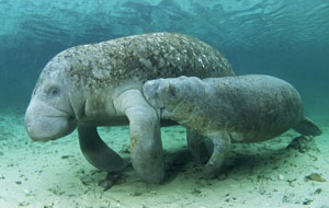 Manatee with Baby