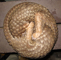 When threatened, pangolins roll into a ball. 