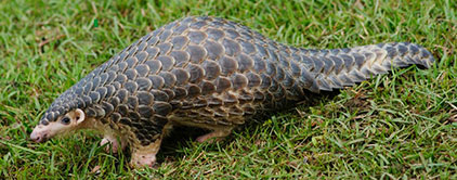 Fun Facts about Pangolins