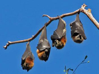 Bats Sleeping 