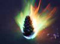 Multicolored Fire Pinecones