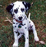 Dalmatian Pup