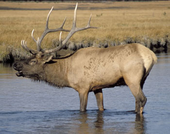 Elk