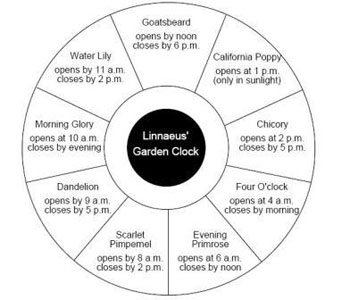 Flower Clock Schematic