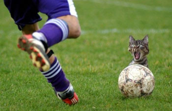 Football Cat