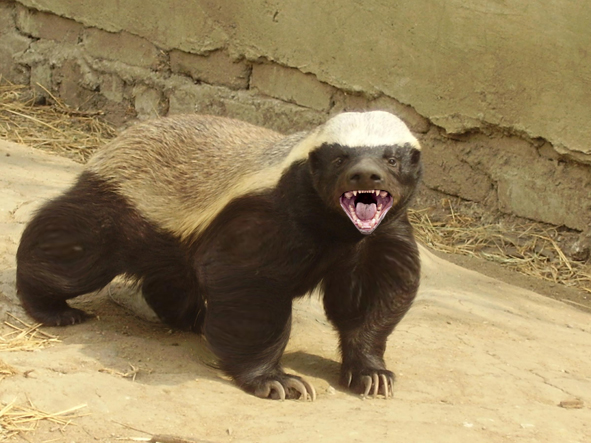 http://en.wikipedia.org/wiki/Honey_badger