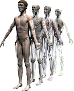 Human Body