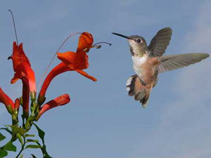 Hummingbird Facts