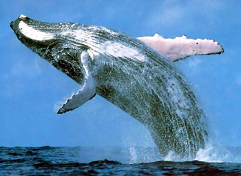 Humpback Whale