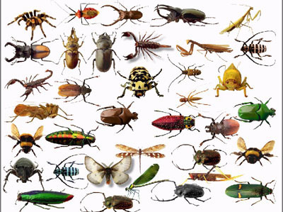 Insects