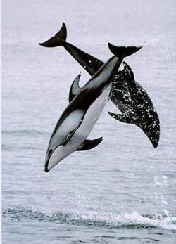 Killer Whales Jumping