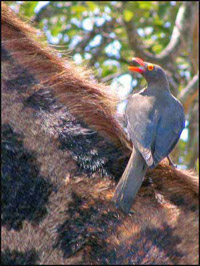 Oxpecker is called the Renostervoël, which means Rhino Bird