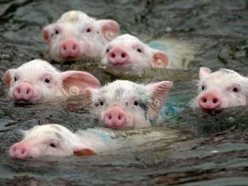 Pigs Swimming