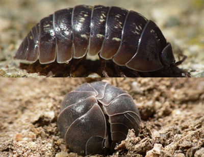 roly poly, wood louse, armadillo bug, potato bug 