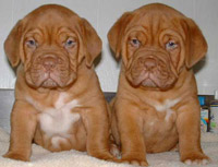 Mastiff Puppies