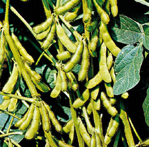 Soybeans