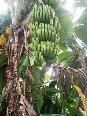 Banana Tree