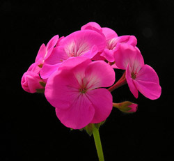 Geranium Pillow