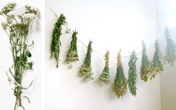 Drying Herbs for Cooking and Medicine 