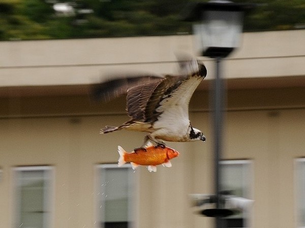 Fresh Fish Delivery