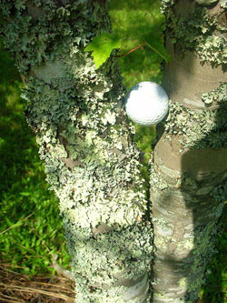 Golf Ball In Tree