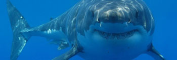 Shark Facts - great white shark
