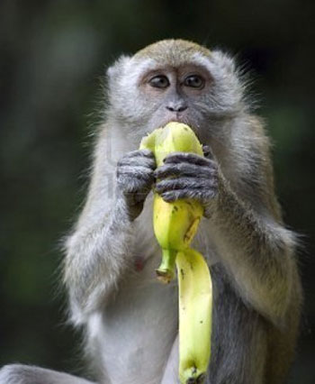 Banana and Monkey