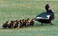 Getting Your Ducks in a Row