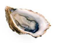 The world is your oyster 