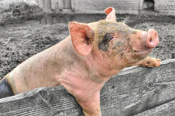 Pig On Farm