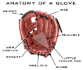 Baseball Glove