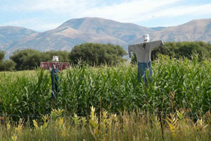 Corn Field