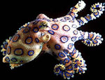 Blue ringed Octopus