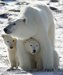 Polar Bear Family