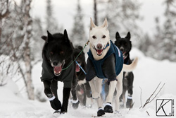 The reason for running