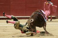 Bull Fight