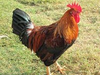 Cock