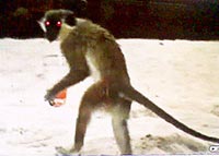 Cold enough to freeze the balls off a brass monkey