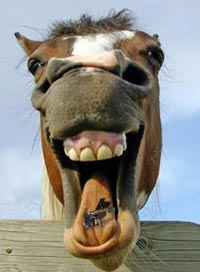 Don't look a gift horse in the mouth