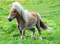 Find the pony