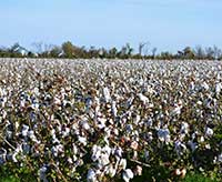 In high cotton