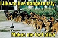 Live Dangerously